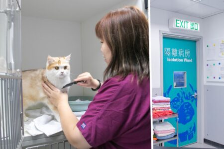 24 hour vet emergency hospital wan chai