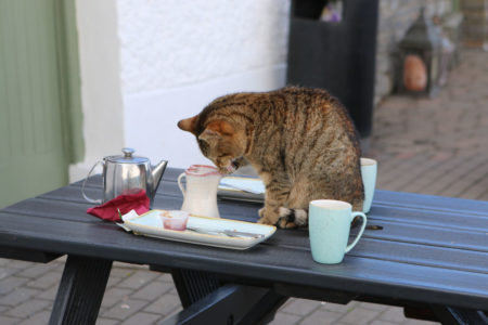 cat and coffee