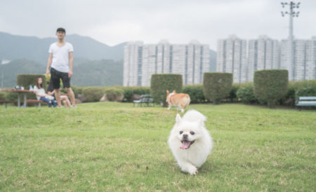 dog running in pet garden sha tin