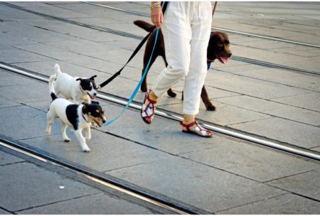 dogs being walked