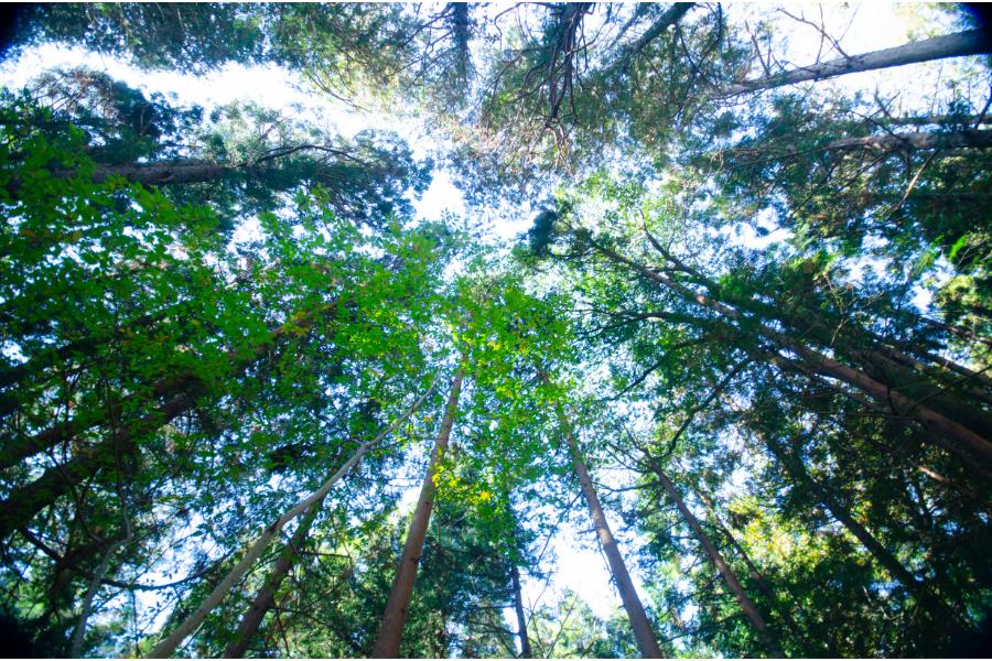 forest bathing with a view of tall trees towering over the viewer