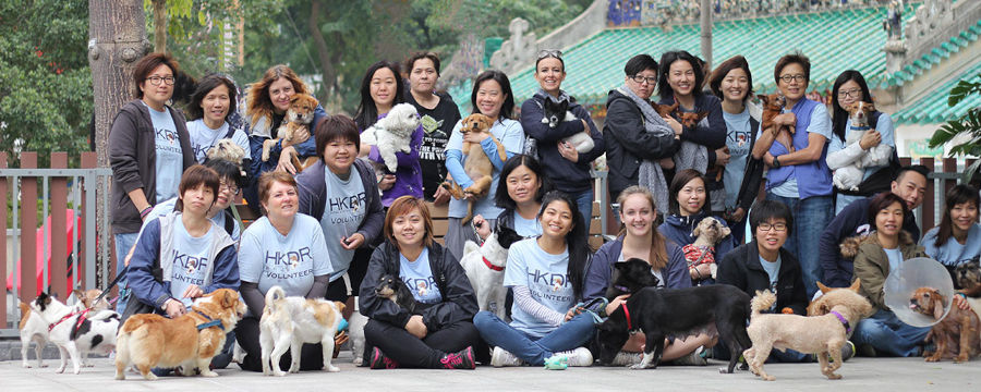 volunteers for hong kong dog rescue