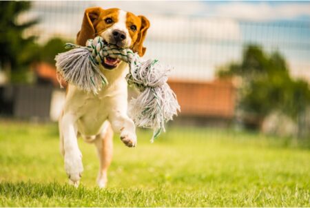 Hong Kong gets 54 more pet-inclusive parks.