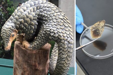 pangolin model and pangolin scale