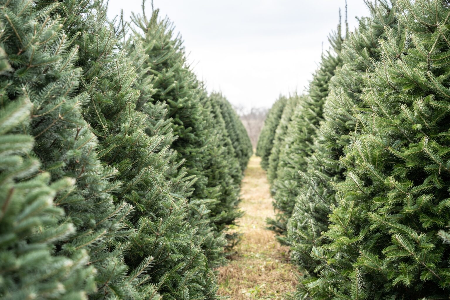 hong kong natural christmas tree recycling 2024