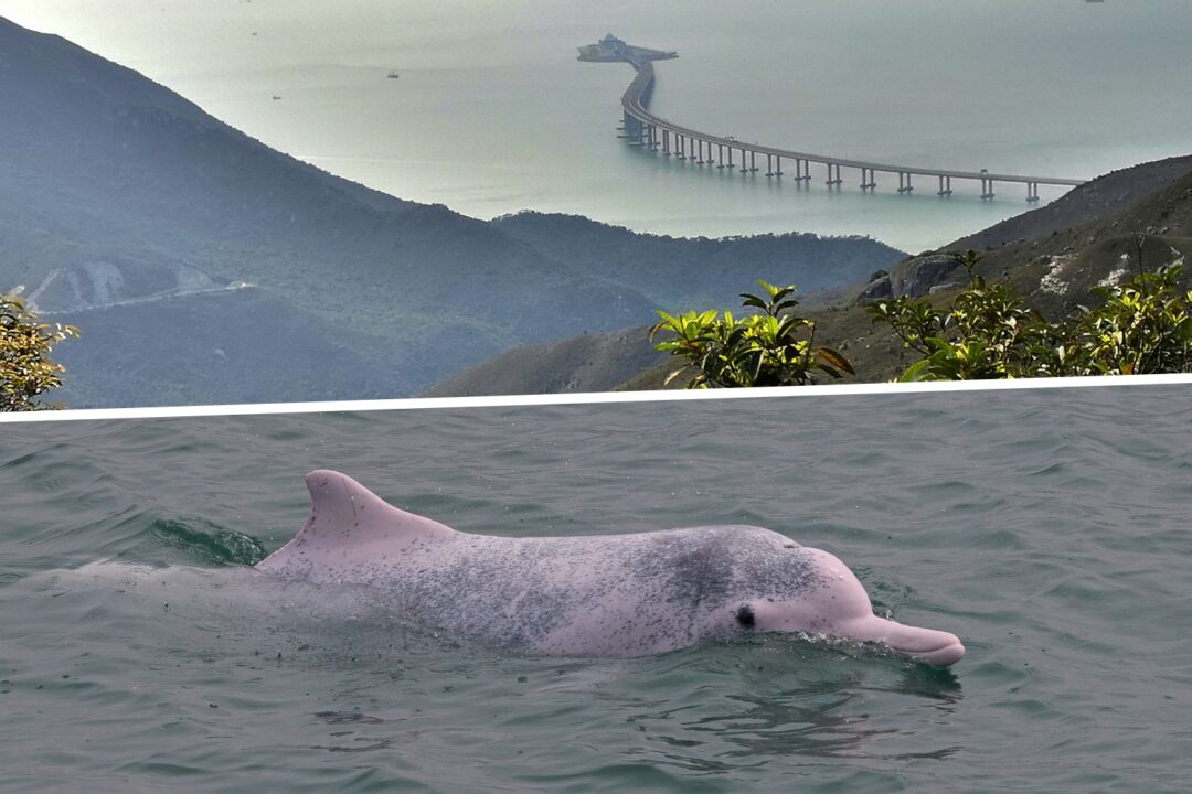 hong kong new marine park north lantau