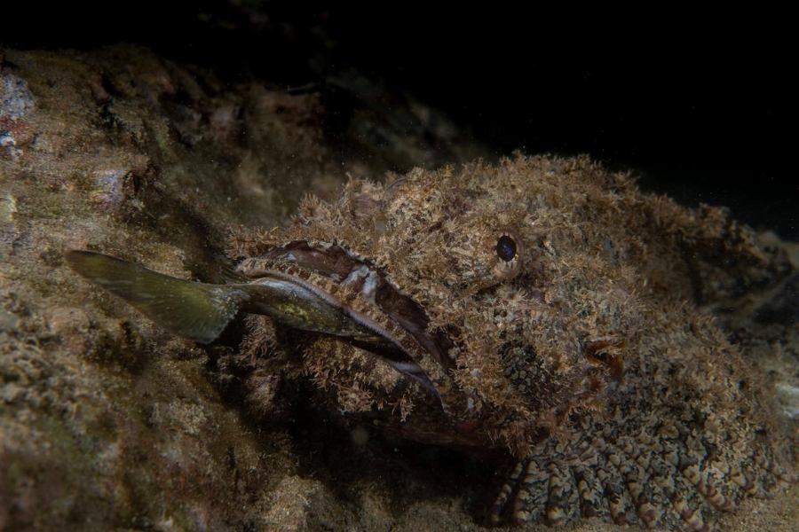 hong kong night diving marine life