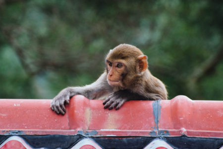 macaque monkey hong kong