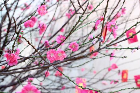 best lunar new year flowers and their meanings