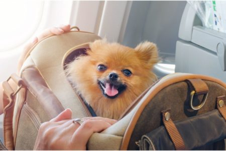 pet travel leave hong kong