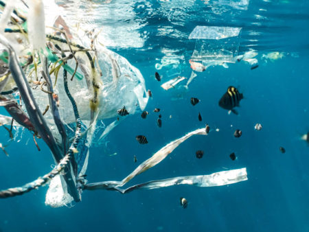 plastic floating in the ocean beside a school of fish