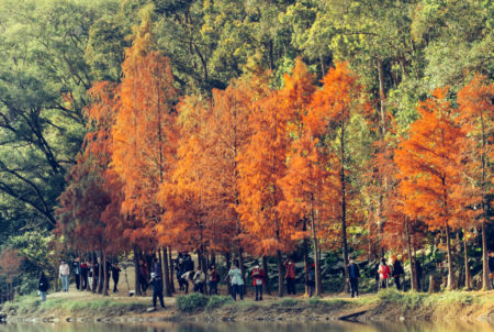 red autumn leaves hong kong