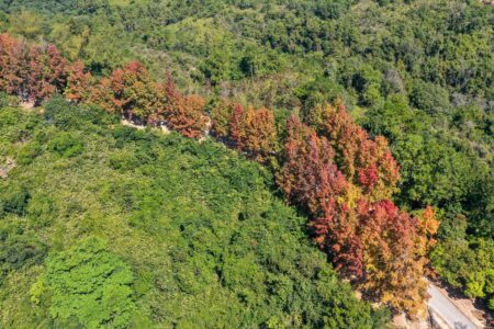 tai tong sweet gum trees turning red hong kong